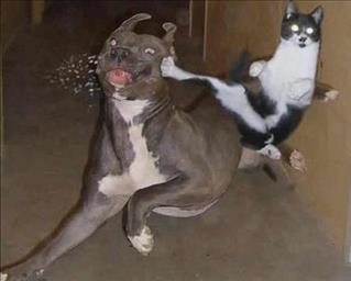 17/393/dog-fighting-cat-middle.jpg